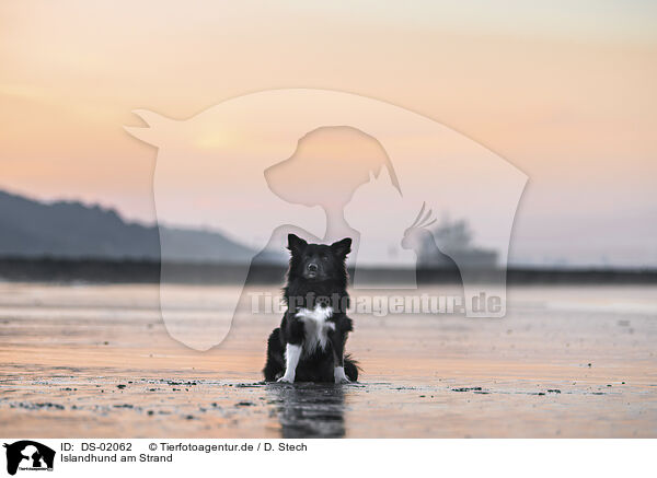 Islandhund am Strand / Icelandic Sheepdog at the beach / DS-02062