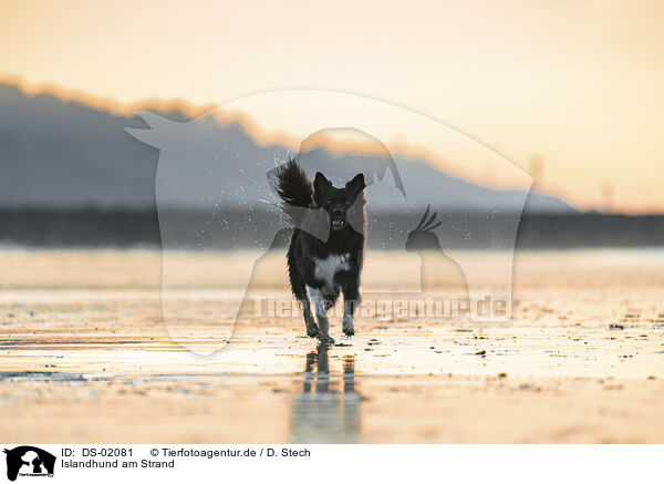 Islandhund am Strand / DS-02081