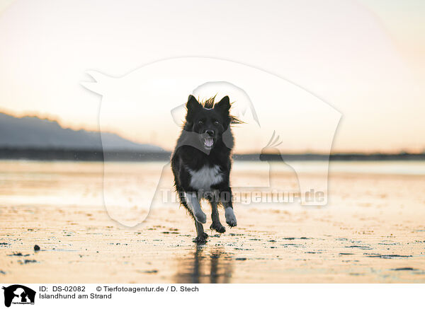 Islandhund am Strand / Icelandic Sheepdog at the beach / DS-02082