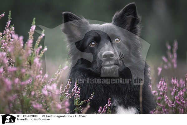 Islandhund im Sommer / Icelandic Sheepdog in summer / DS-02098