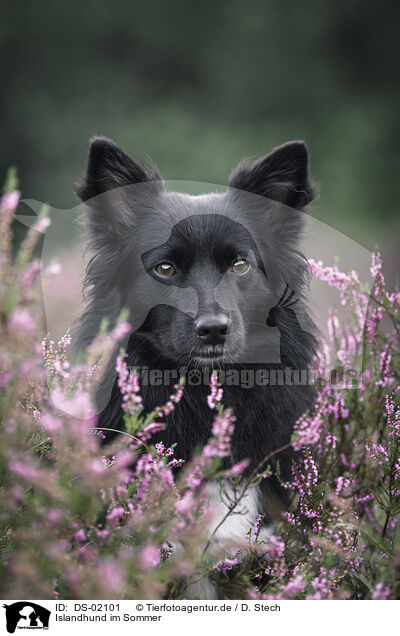 Islandhund im Sommer / Icelandic Sheepdog in summer / DS-02101