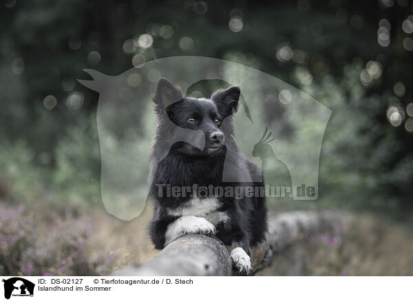 Islandhund im Sommer / Icelandic Sheepdog in summer / DS-02127