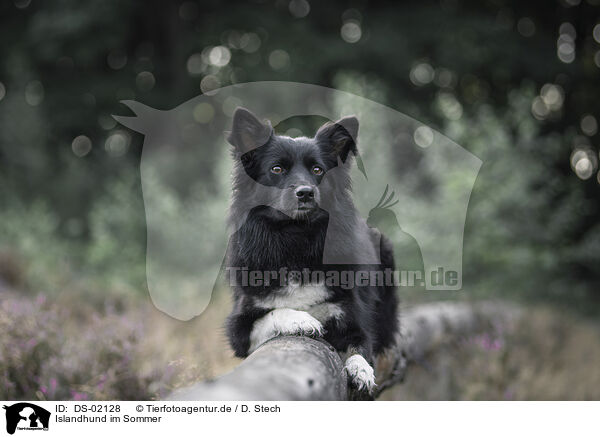 Islandhund im Sommer / Icelandic Sheepdog in summer / DS-02128