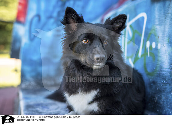 Islandhund vor Graffiti / Icelandic Sheepdog in front of scratchwork / DS-02148