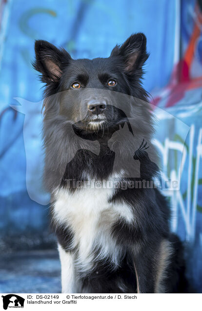 Islandhund vor Graffiti / Icelandic Sheepdog in front of scratchwork / DS-02149