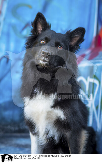Islandhund vor Graffiti / Icelandic Sheepdog in front of scratchwork / DS-02150