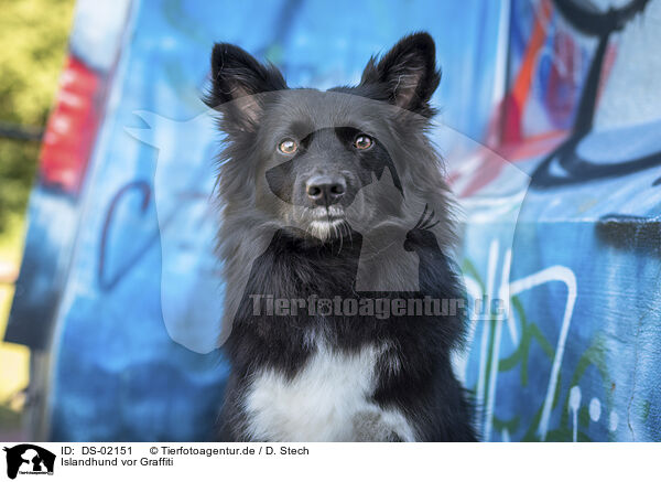 Islandhund vor Graffiti / Icelandic Sheepdog in front of scratchwork / DS-02151