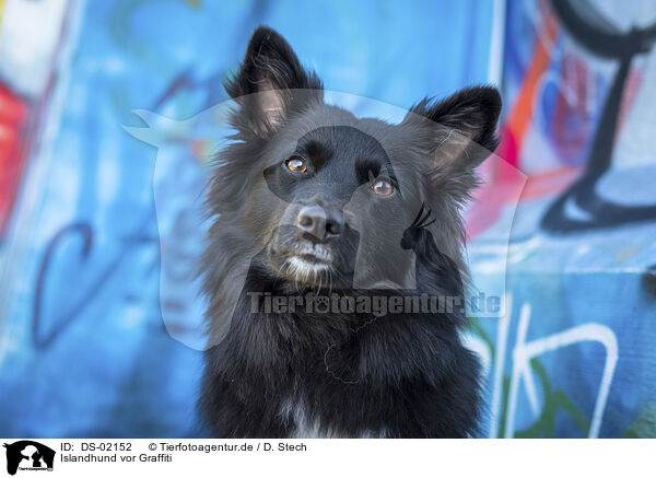 Islandhund vor Graffiti / Icelandic Sheepdog in front of scratchwork / DS-02152