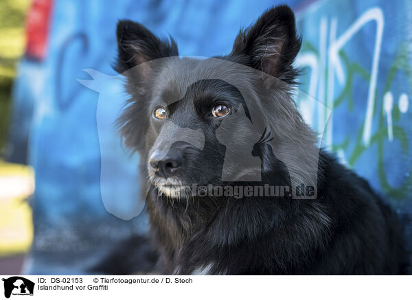 Islandhund vor Graffiti / DS-02153