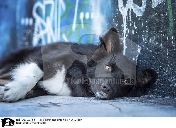 Islandhund vor Graffiti / Icelandic Sheepdog in front of scratchwork / DS-02155