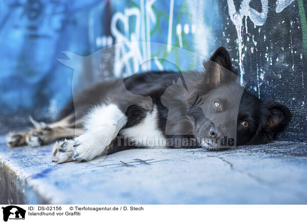 Islandhund vor Graffiti / DS-02156