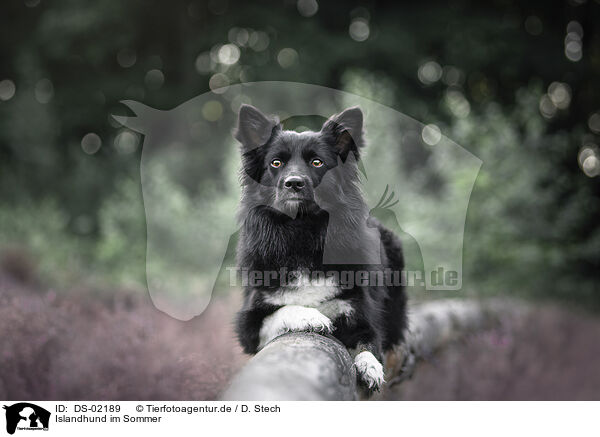 Islandhund im Sommer / DS-02189