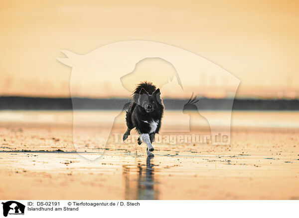 Islandhund am Strand / DS-02191