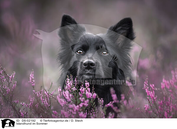 Islandhund im Sommer / DS-02192