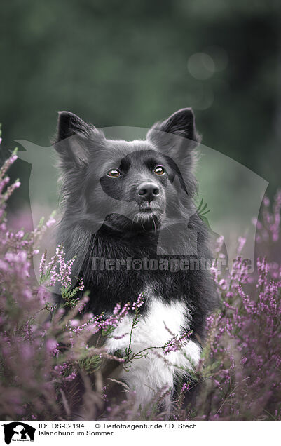 Islandhund im Sommer / DS-02194
