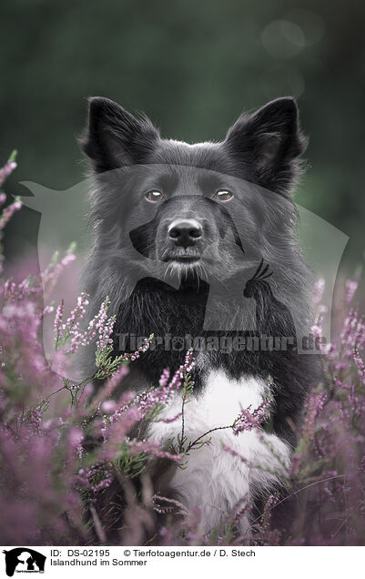 Islandhund im Sommer / Icelandic Sheepdog in summer / DS-02195