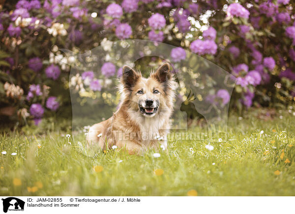 Islandhund im Sommer / JAM-02855