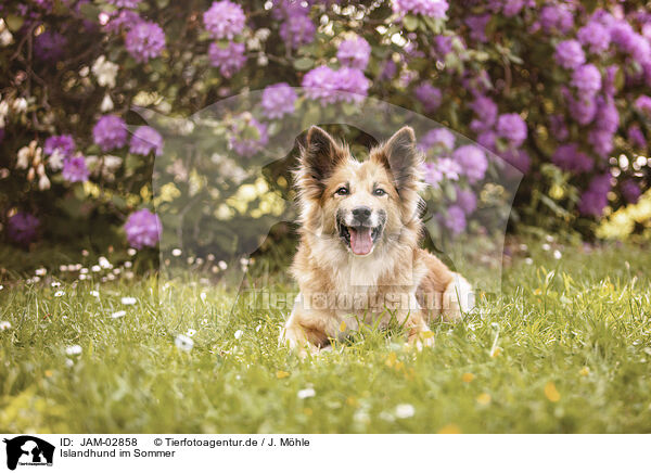 Islandhund im Sommer / Icelandic Sheepdog in summer / JAM-02858