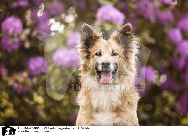 Islandhund im Sommer / JAM-02865