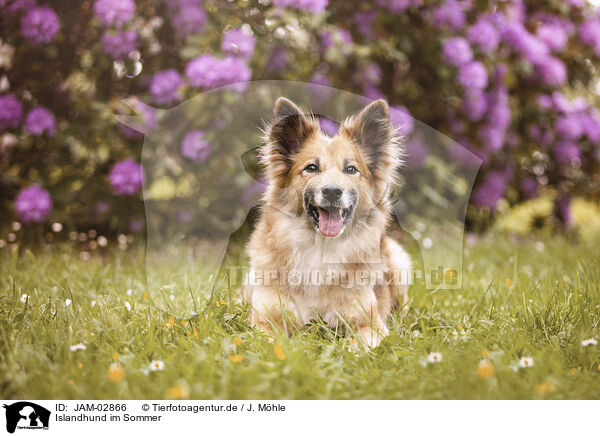 Islandhund im Sommer / Icelandic Sheepdog in summer / JAM-02866