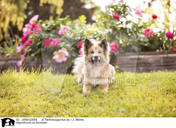 Islandhund im Sommer / Icelandic Sheepdog in summer / JAM-02889