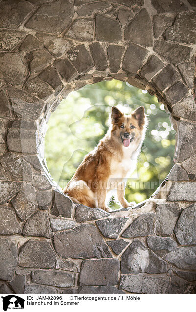 Islandhund im Sommer / JAM-02896