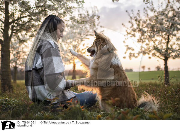 Islandhund / TS-01551