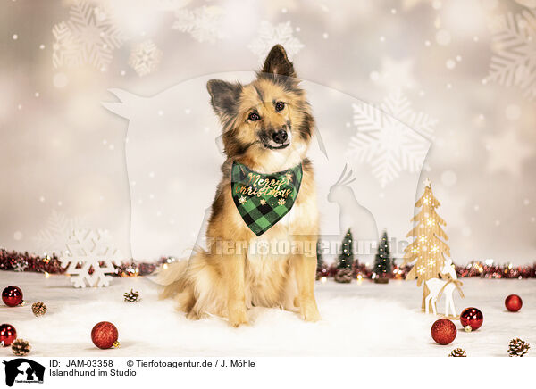 Islandhund im Studio / Icelandic Sheepdog in studio / JAM-03358