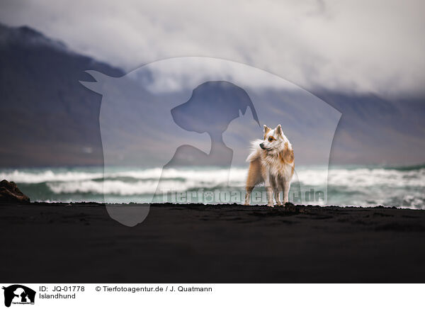 Islandhund / JQ-01778