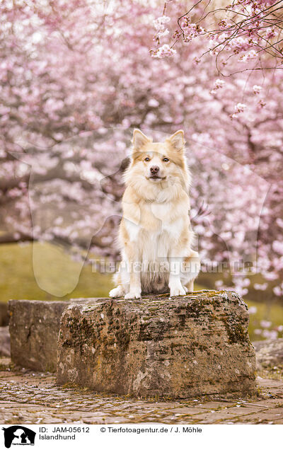 Islandhund / Icelandic Sheepdog / JAM-05612