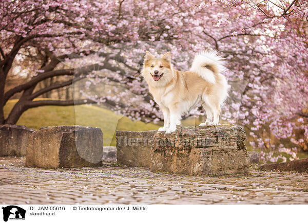 Islandhund / JAM-05616