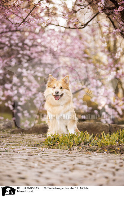 Islandhund / Icelandic Sheepdog / JAM-05619