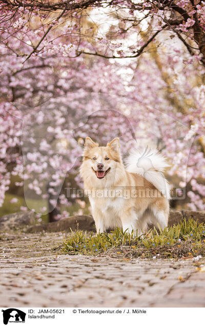 Islandhund / JAM-05621