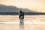 Islandhund am Strand