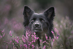 Islandhund im Sommer