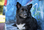 Islandhund vor Graffiti