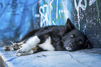 Islandhund vor Graffiti