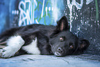 Islandhund vor Graffiti