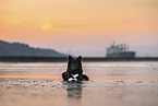 Islandhund am Strand