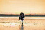 Islandhund am Strand