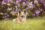 Islandhund im Sommer