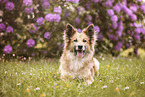 Islandhund im Sommer