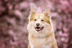 Islandhund