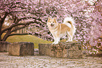 Islandhund