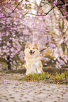 Islandhund