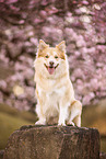Islandhund