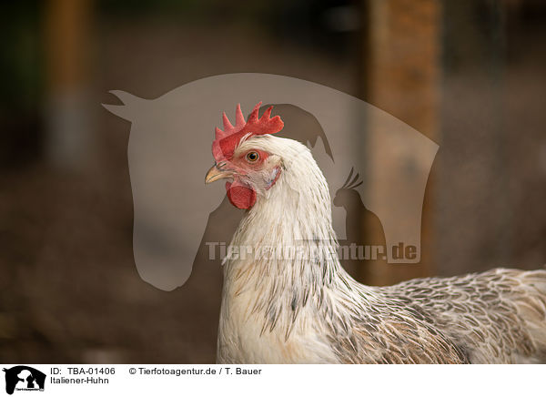 Italiener-Huhn / Italian chicken / TBA-01406