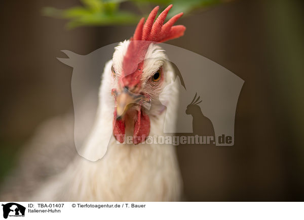 Italiener-Huhn / Italian chicken / TBA-01407