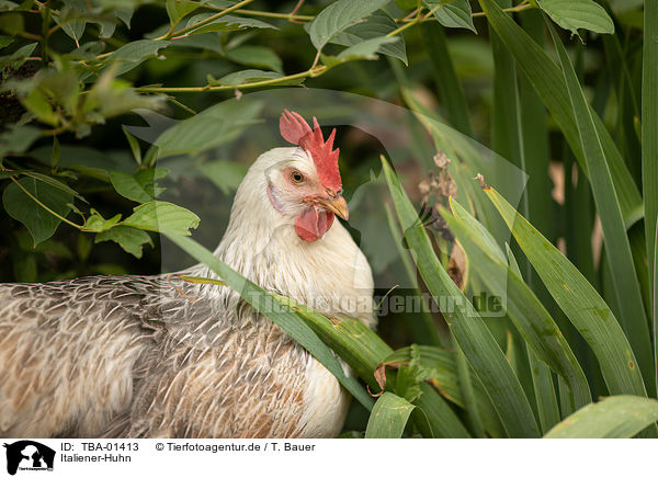 Italiener-Huhn / Italian chicken / TBA-01413