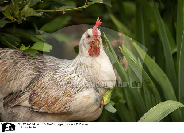 Italiener-Huhn / Italian chicken / TBA-01414